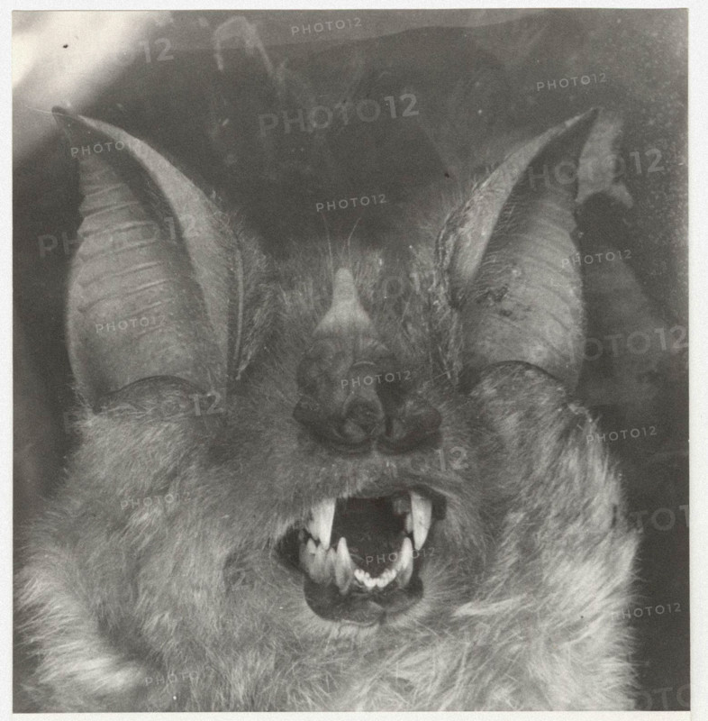 Bat rinopholus