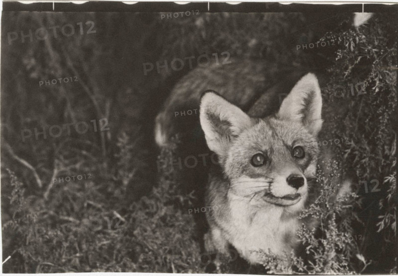 Fox