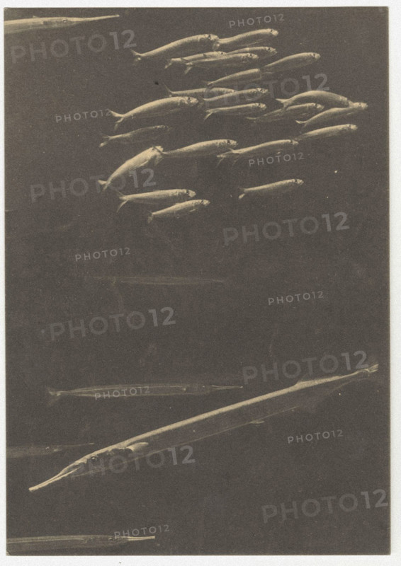 A needlefish, Naples, Italy
