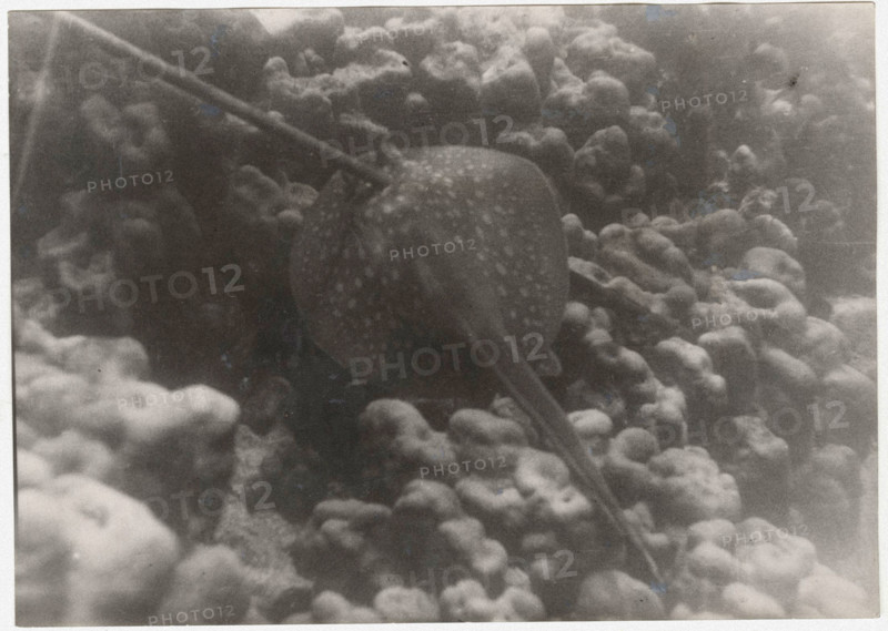 A breed fish pierced with a spear