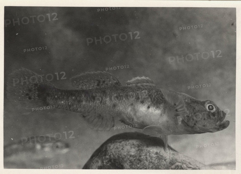 Bullhead fish