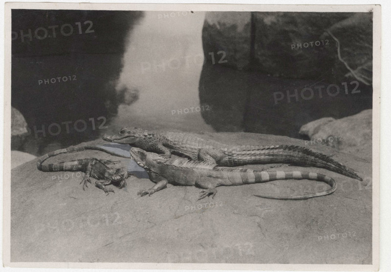 Alligators