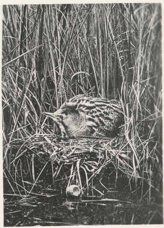 Bittern