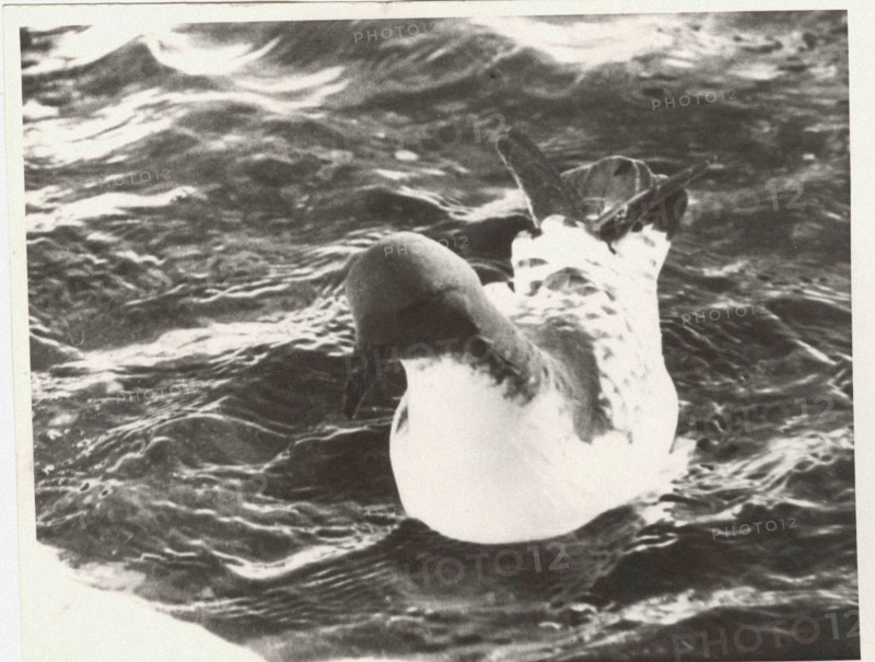 Cape petrel