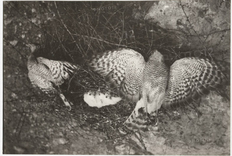 A sparrowhawk's nest