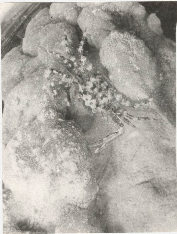 Crab