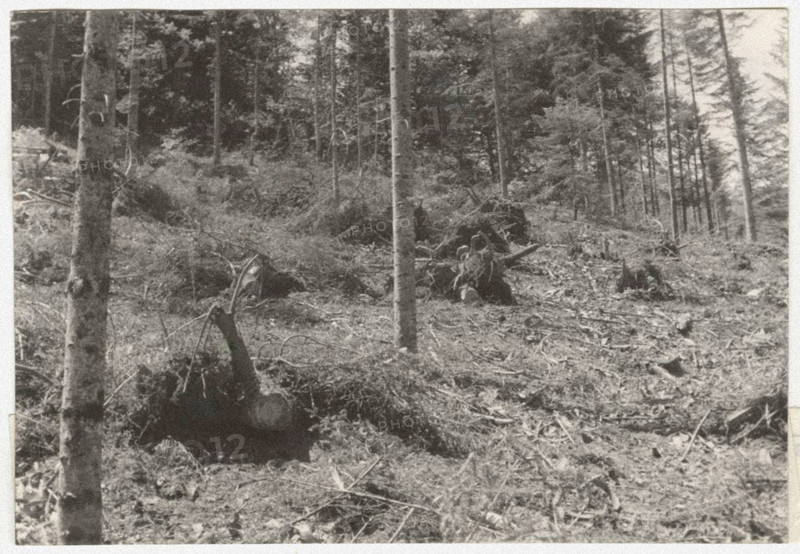 Eradication of silver fir trees