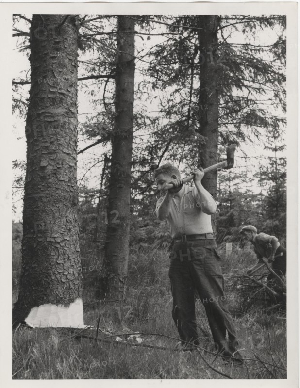 A forester making the initial incut of a tree by axe