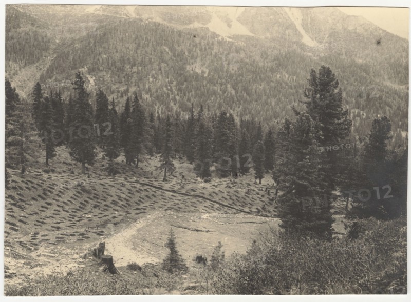 A field with holes to be filled with resinous trees. Cortina d'Ampezzo, Italy