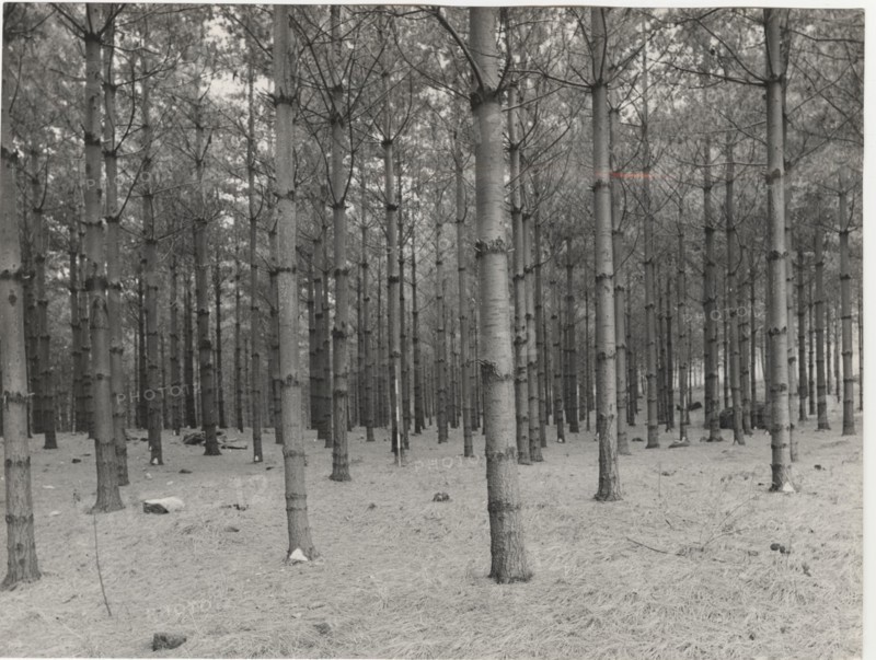 Reforestation, Piossasco, Italy