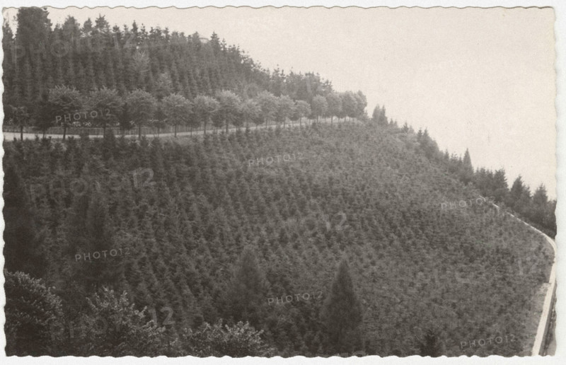 Reforestation works the planting of spruces, Trivero, Italy