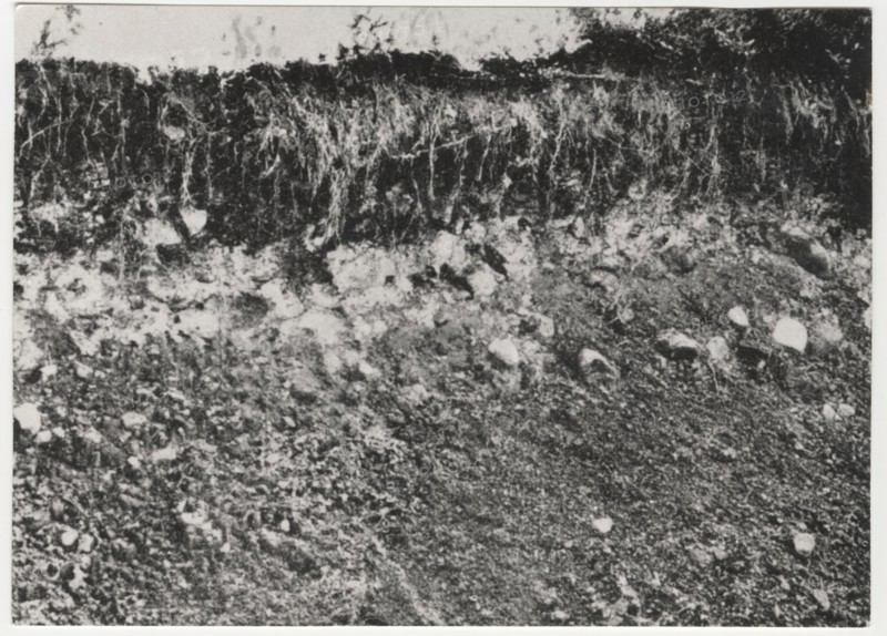 Reforestation works the socalled groana soil in Tradate, Italy