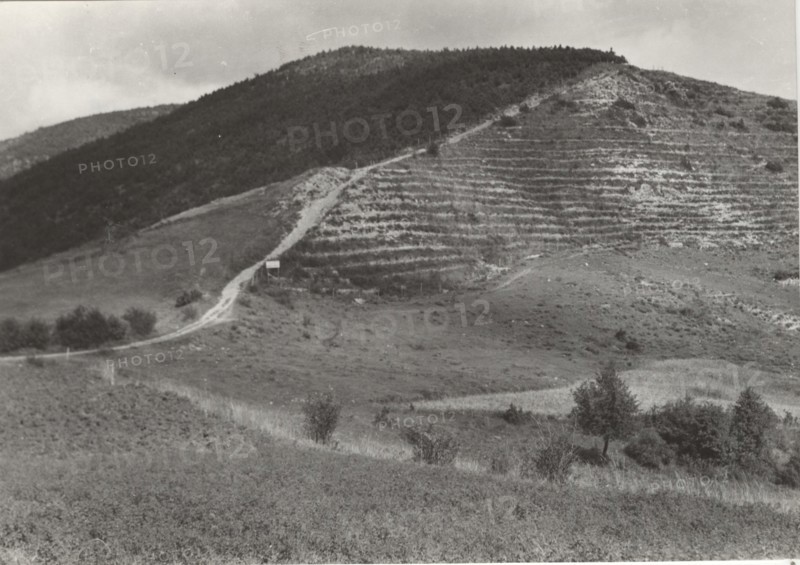 Mount Penice reforestation works the planting of Pinus Nigra trees