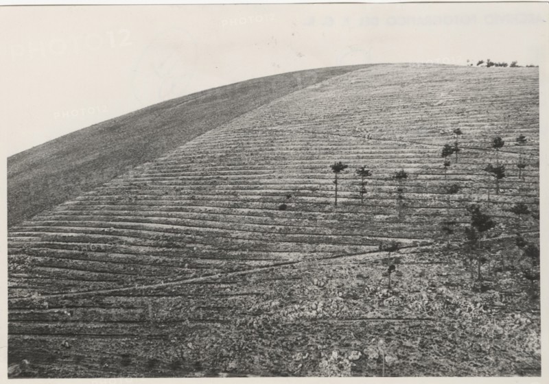 Monte Salviano reforestation