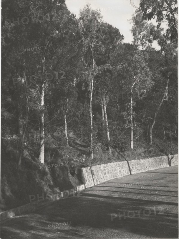 Portella San Rizzo reforestation by planting pine trees and eucalyptus
