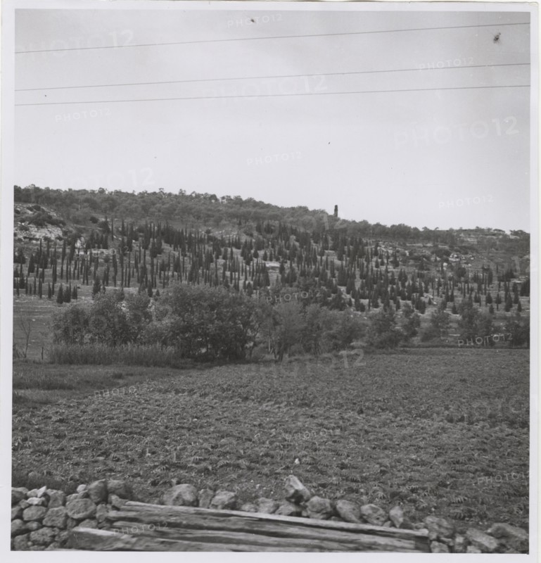 Reforestation in Sassari