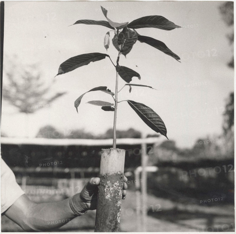 Cacao trees ready to be planted