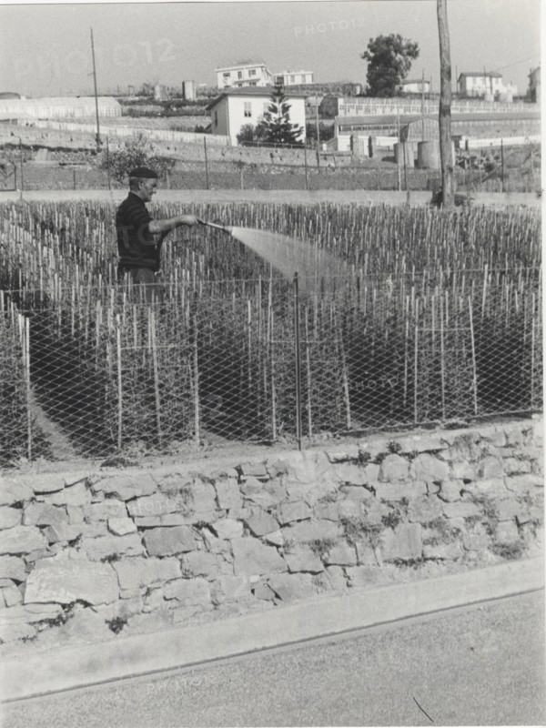 Carnations watering