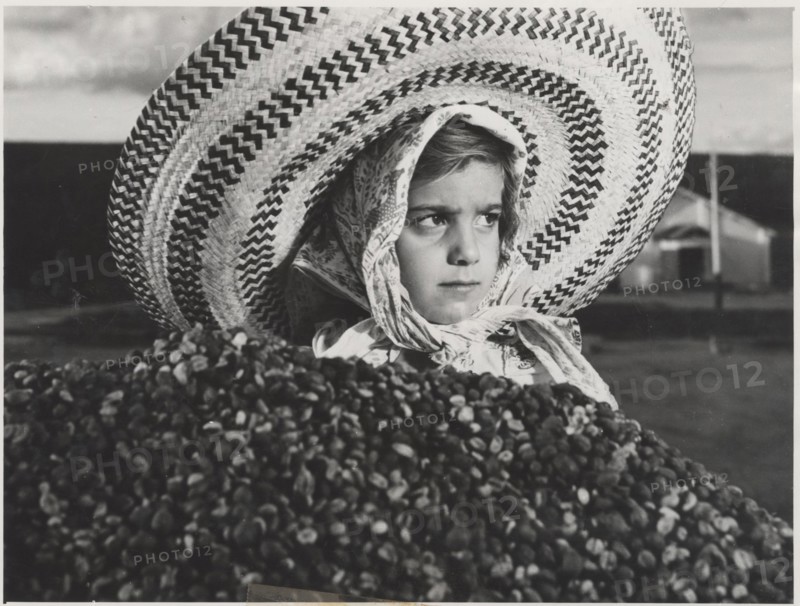 A young Brazilian farmer selecting the ripest coffee beans