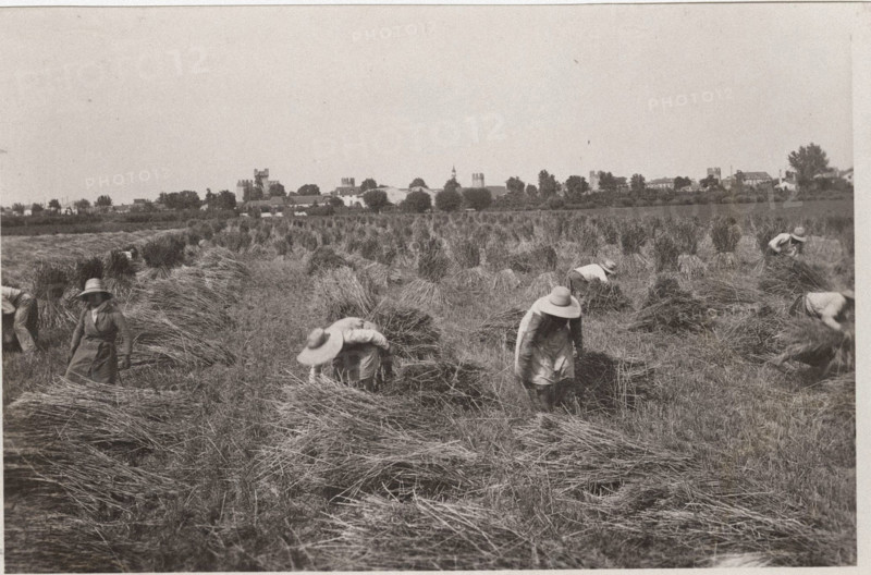 Villa Glori Wheat harvest