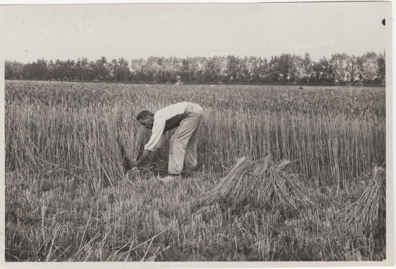 Villa Glori Wheat harvesting