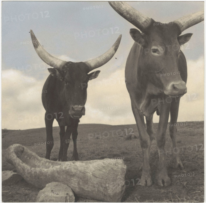 Bovines