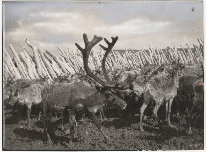 Domesticated reindeers