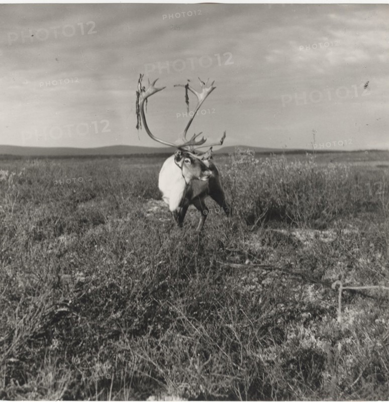 An exemplar of male reindeer soon before the mating season, when the skin covering its horns starts to fall