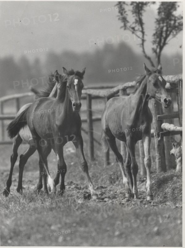 Arabian horses in a horse farm in Grassau. Germany