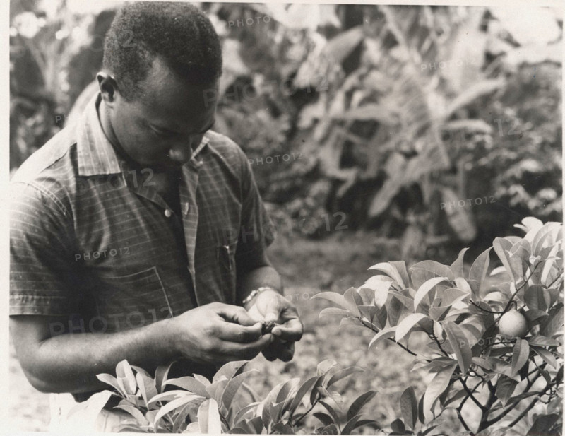 A government agronomist examines a nutmeg from a young tree at the Plant Propagation Station, Mirabeau, Grenada