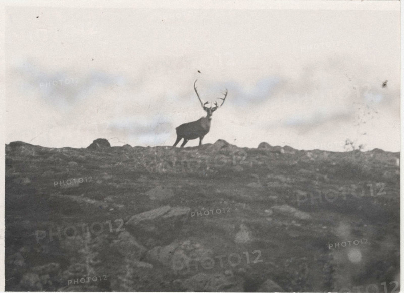 A caribou