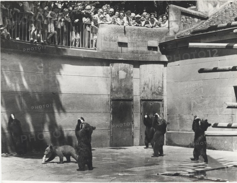 Bern Barenpark bears drinking milk