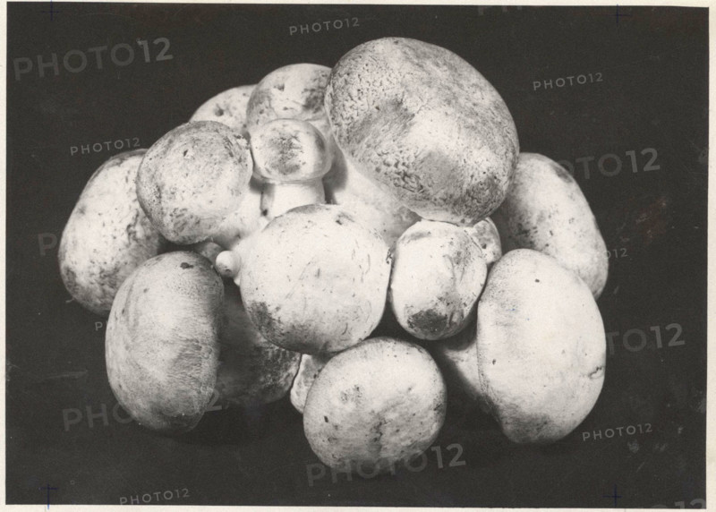 Mushrooms artificial culture. Gravere, Italy