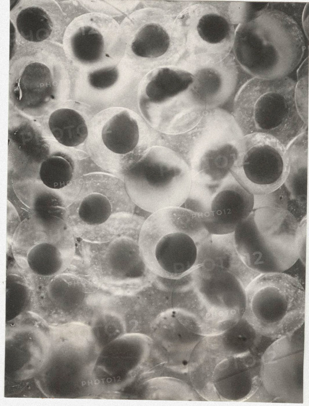 Eggs of whitefish