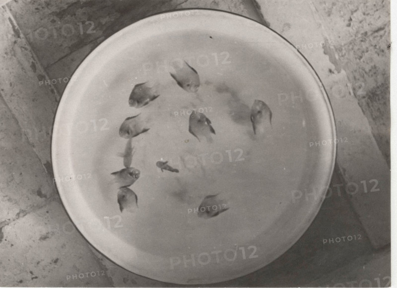 Madrepore's fishes die if removed from their coral