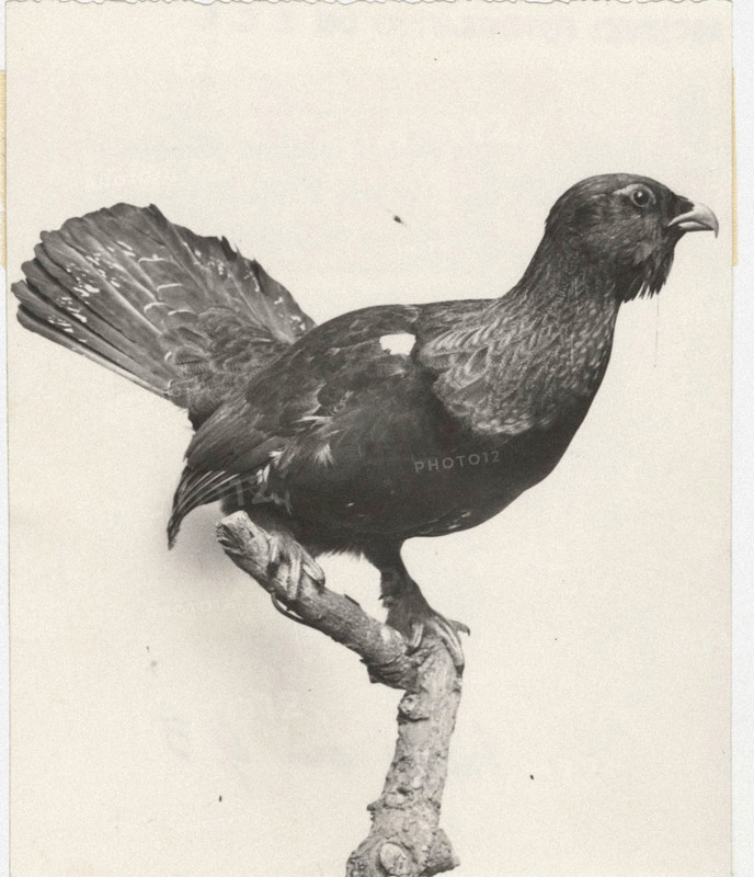 Grouse