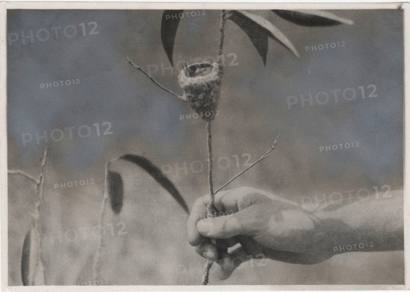 Hummingbird in its nest