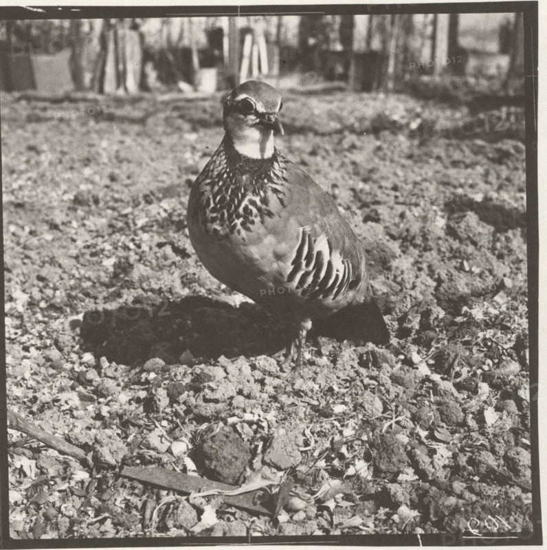 Red partridge
