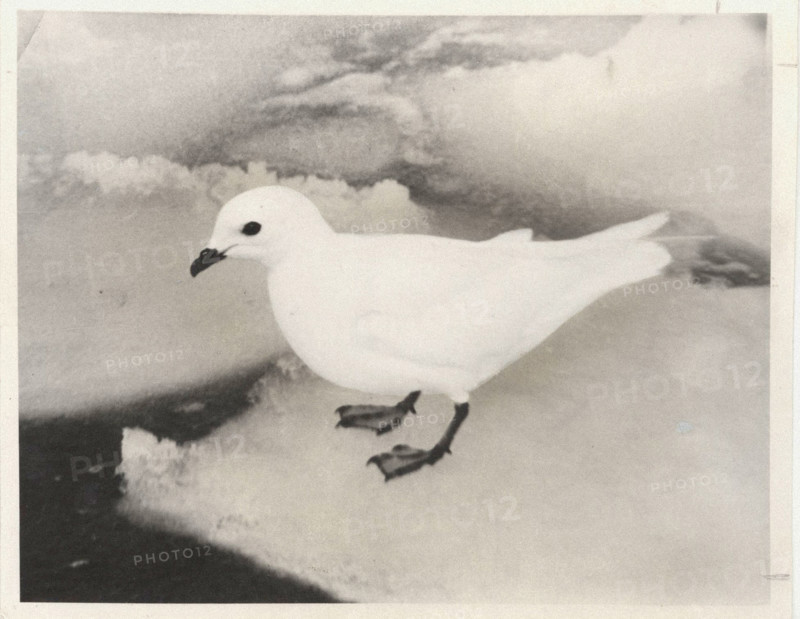 Petrel de las Nievas