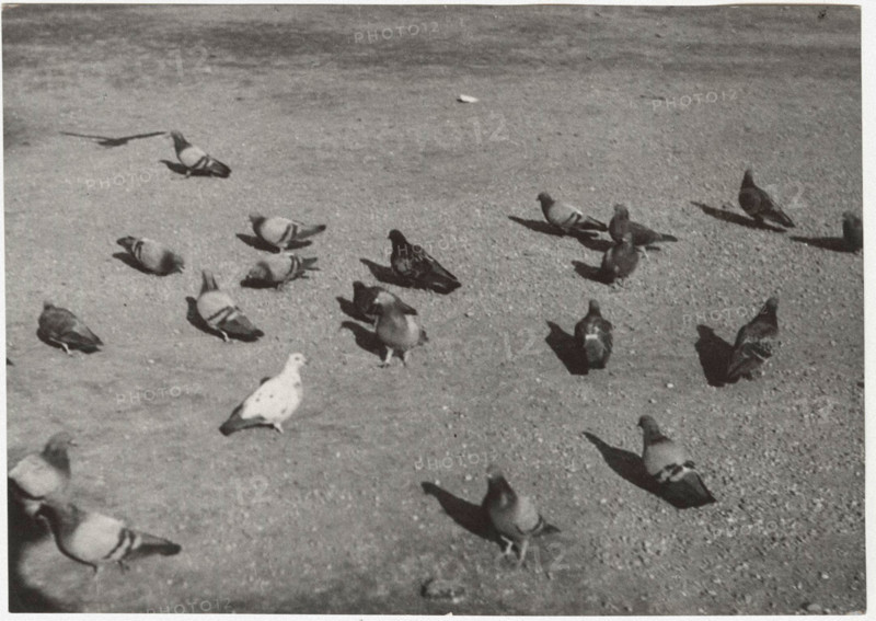 Pidgeons