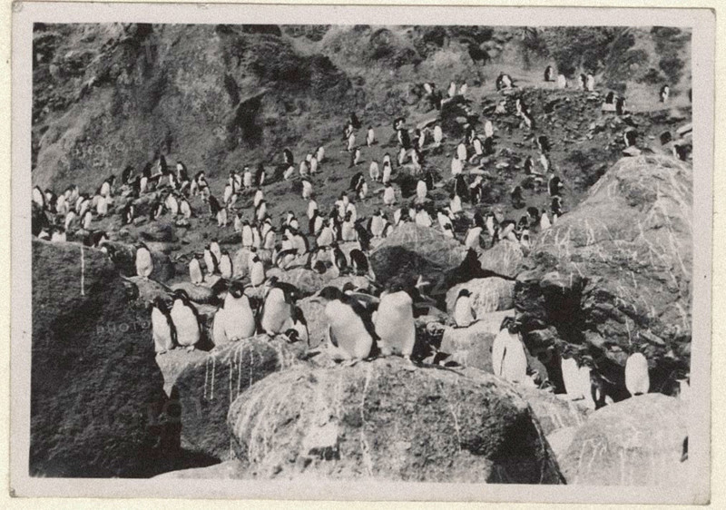 Penguins
