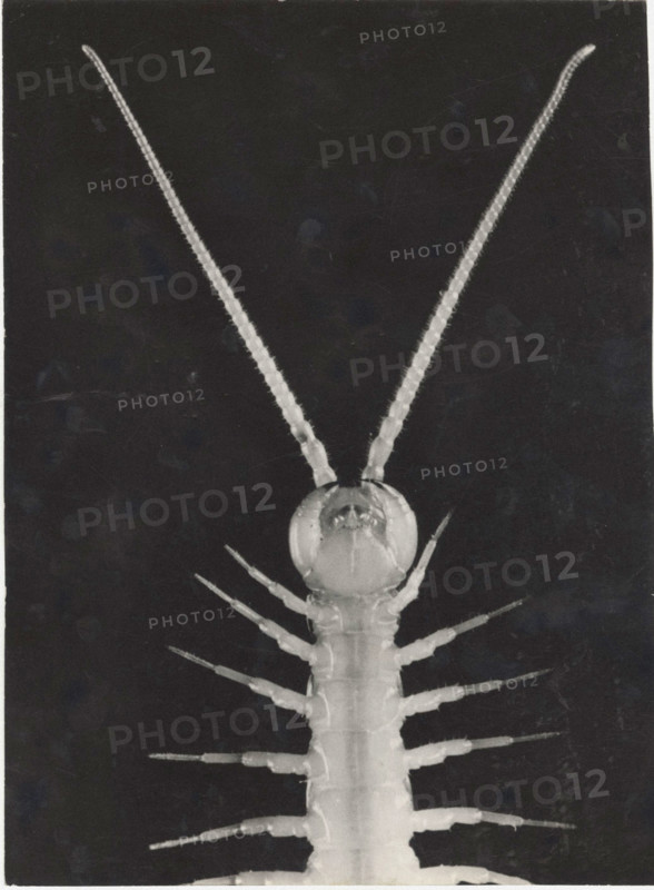 Lithobius melanops