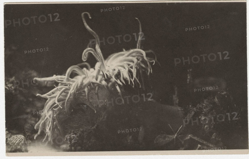 Actinia