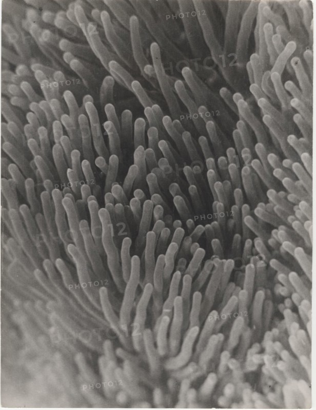 Actinia