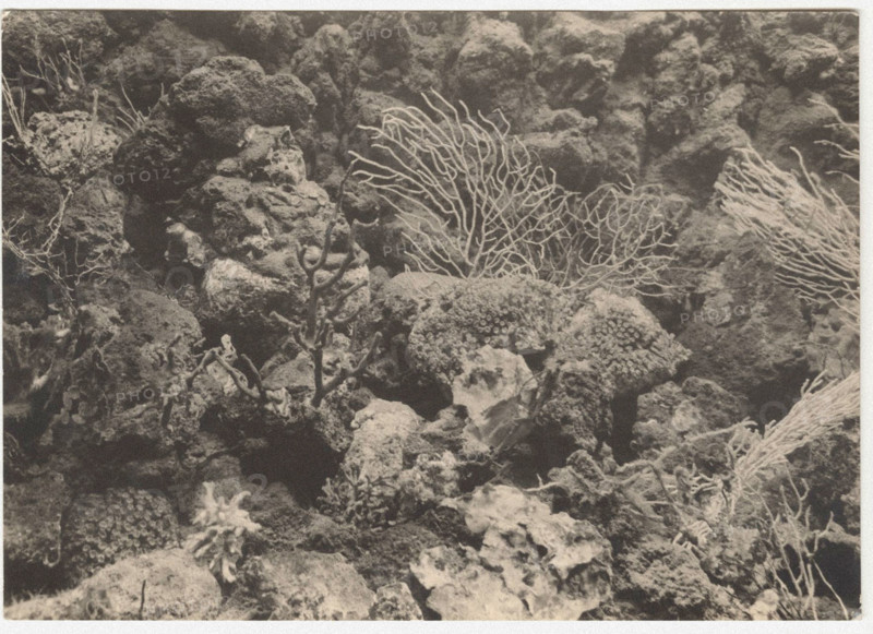 Gorgonian and corals