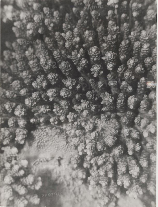 Red Sea shoals of madrepores