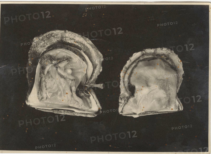 Pinctada Oyster