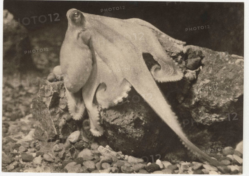 Octopus