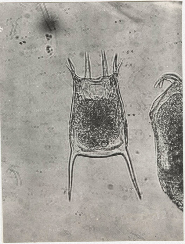 Keratella quadrata