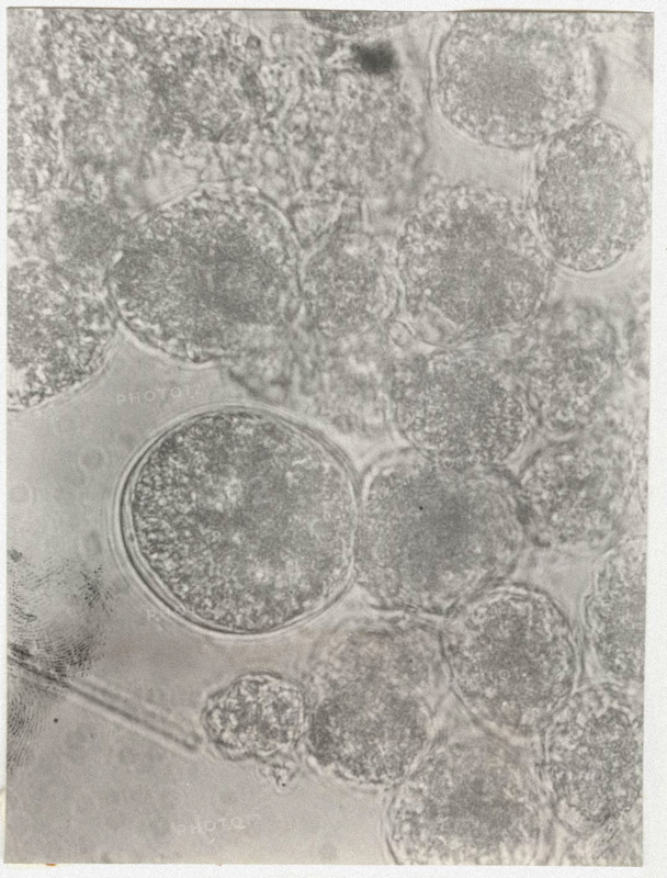 Glenodinium sanguineum